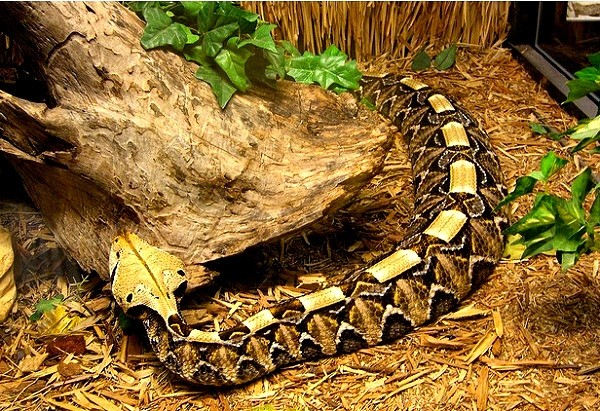 Top[-]5[-]loài[-]vật[-]có[-]khả[-]năng[-]giết[-]người[-]"kinh[-]hãi"[-]6